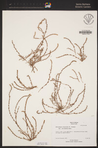 Plagiobothrys stipitatus var. micranthus image