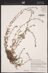 Plagiobothrys canescens var. canescens image