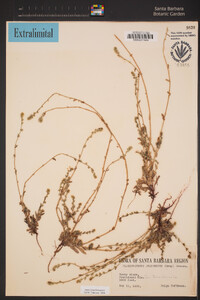Plagiobothrys arizonicus image