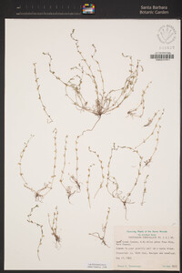 Pectocarya penicillata image