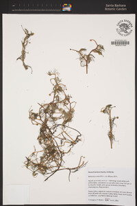 Ranunculus aquatilis var. diffusus image