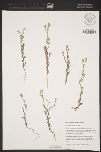 Cryptantha simulans image