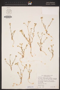 Cryptantha oxygona image