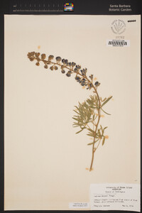 Lupinus wyethii image