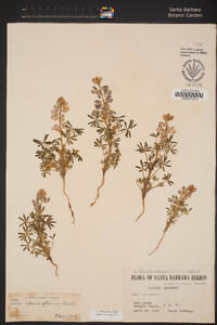 Lupinus sparsiflorus image