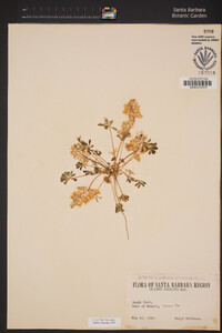 Lupinus odoratus image