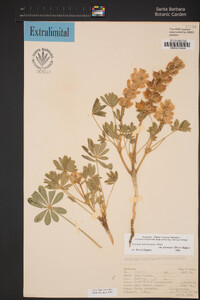 Lupinus microcarpus var. horizontalis image