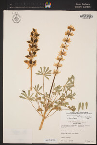 Lupinus microcarpus image