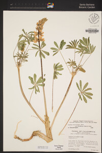 Lupinus microcarpus var. densiflorus image