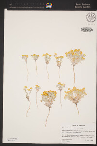 Eriophyllum wallacei image