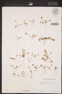 Eriophyllum multicaule image