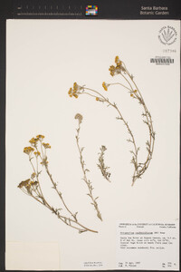 Eriophyllum confertiflorum image