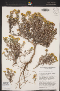 Eriophyllum confertiflorum image