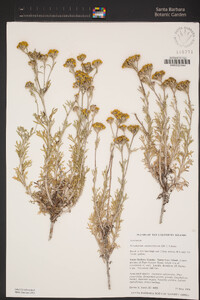 Eriophyllum confertiflorum image