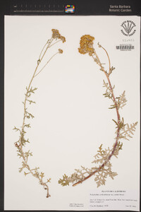 Eriophyllum confertiflorum var. confertiflorum image