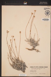 Eriophyllum confertiflorum image