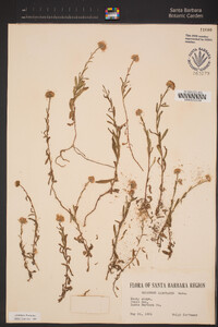 Erigeron sanctarum image