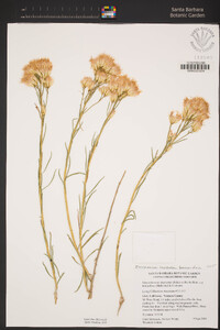Ericameria nauseosa var. bernardina image