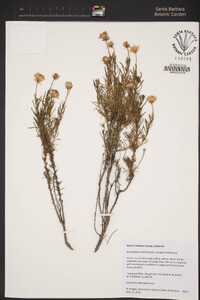 Ericameria linearifolia image