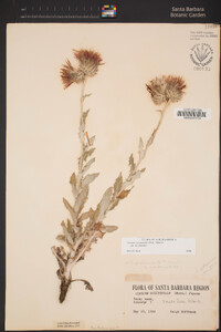 Cirsium occidentale image