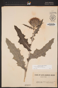 Cirsium occidentale image
