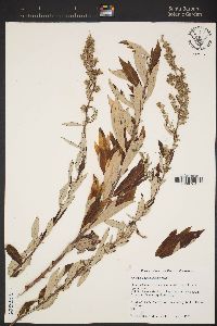 Artemisia douglasiana image