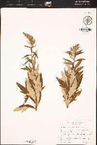 Artemisia douglasiana image