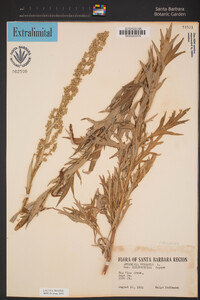 Artemisia douglasiana image