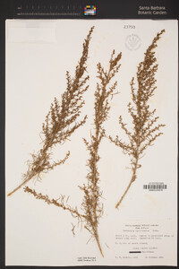 Artemisia californica image