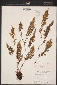 Athyrium distentifolium var. americanum image