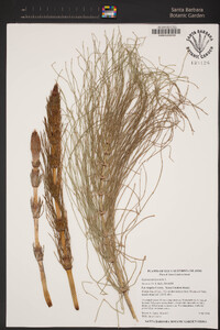 Equisetum hyemale image