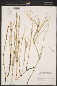 Equisetum laevigatum image