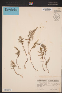 Pellaea mucronata var. californica image