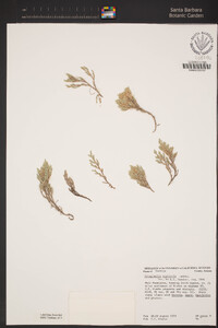 Selaginella rupincola image