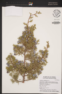 Juniperus californica image