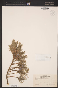 Image of Juniperus barbadensis