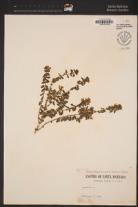 Lonicera pileata var. yunnanensis image
