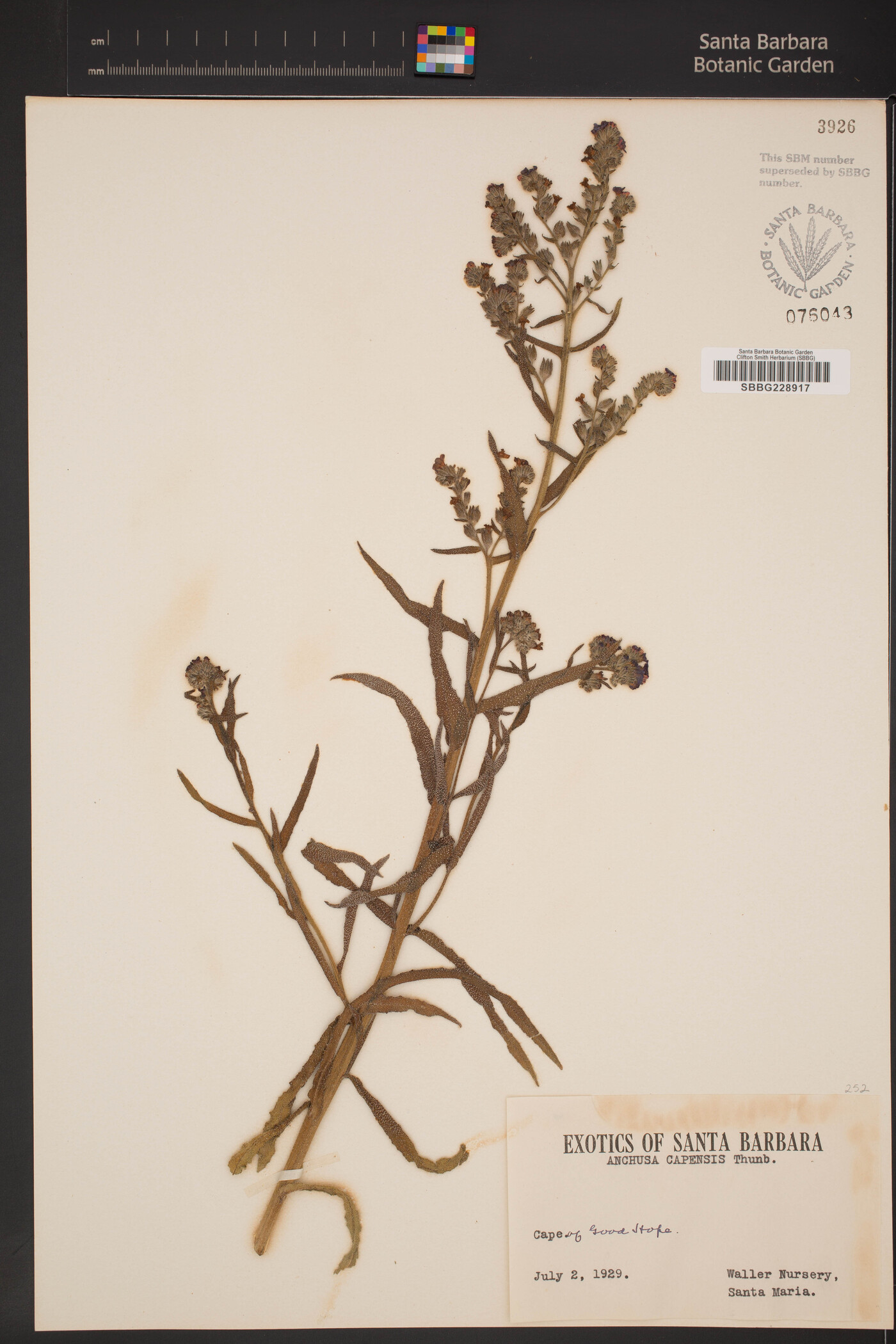 Anchusa capensis image