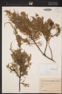 Image of Juniperus blancoi