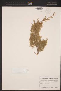 Image of Juniperus angosturana