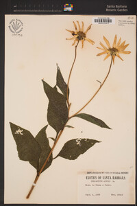 Helianthus annuus image