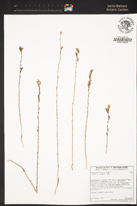 Stephanomeria virgata image