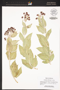 Asclepias californica image