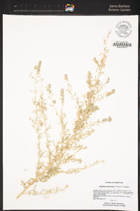 Atriplex polycarpa image