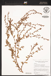 Polygonum aviculare image