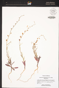 Streptanthus glandulosus subsp. glandulosus image