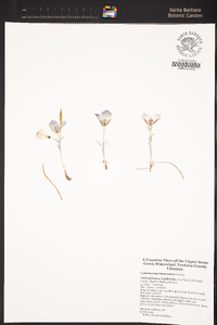 Calochortus invenustus image