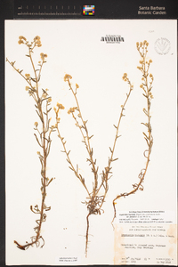 Cryptantha muricata image