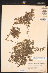 Cryptantha clevelandii var. florosa image