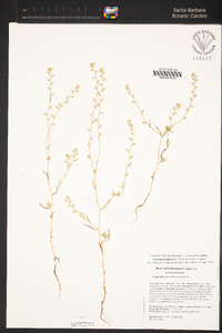 Cryptantha juniperensis image